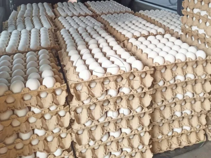 Поддоны для яиц используются для транспортировки яиц